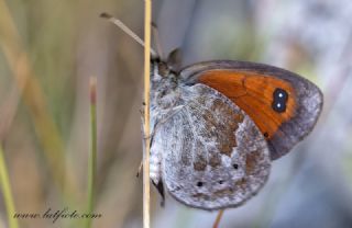 Harem Gzelesmeri (Erebia ottomana)