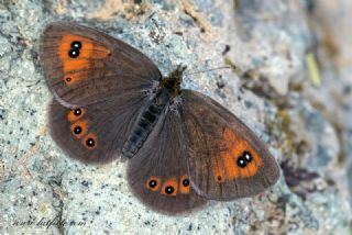 Harem Gzelesmeri (Erebia ottomana)