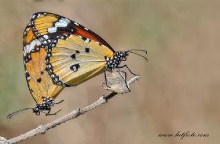 Sultan (Danaus chrysippus)