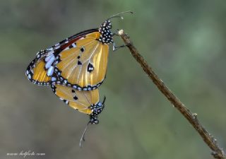 Sultan (Danaus chrysippus)