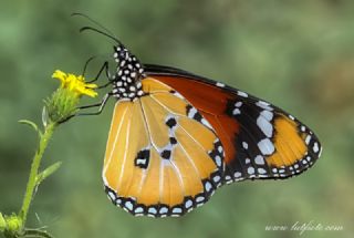 Sultan (Danaus chrysippus)