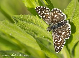 Ege Zpzp (Pyrgus melotis)