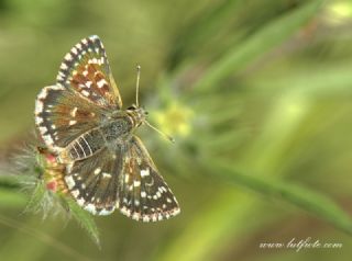 Kzl Zpzp (Spialia orbifer)