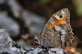 Turan Yalanccads (Pseudochazara telephassa)