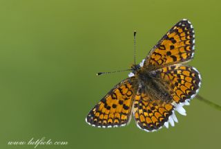 Hatayl parhan (Melitaea collina)