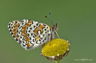 Hatayl parhan (Melitaea collina)