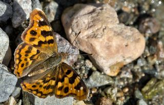 Anadolu ehzadesi (Thaleropis ionia)