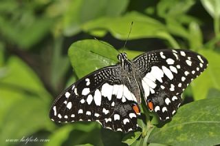 Nusaybin Güzeli (Papilio demoleus)