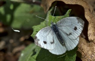 Yalanc Beyazmelek (Pieris pseudorapae)