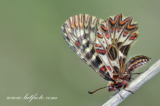 Gney Fistosu (Zerynthia polyxena)