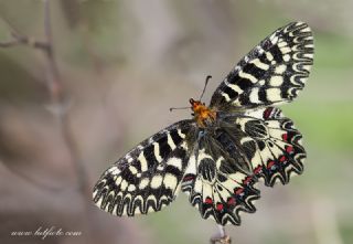 Gney Fistosu (Zerynthia polyxena)