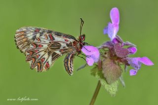 Gney Fistosu (Zerynthia polyxena)