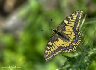 Krlangkuyruk (Papilio machaon)