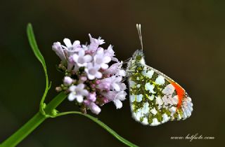 Step Ssls (Anthocharis gruneri)