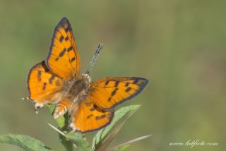 Uygur eytanc (Cigaritis uighurica)