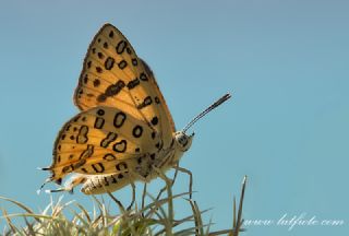 Uygur eytanc (Cigaritis uighurica)