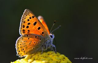 Anadolu Ate Gzeli (Lycaena asabinus)