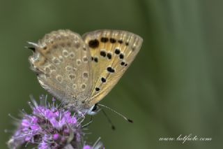 Da Atei (Lycaena thetis)