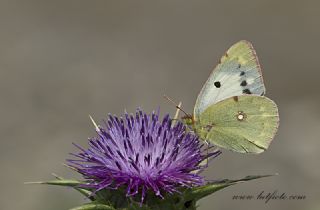 Gzel Azamet (Colias alfacariensis)