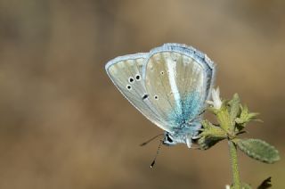 Çokgözlü Vatan Mavisi (Polyommatus igisizilim)