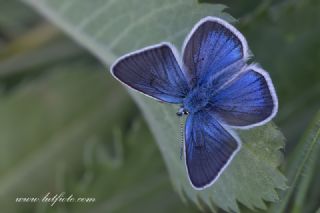 okgzl Diana Mavisi (Polyommatus diana)