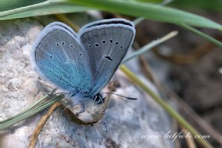 okgzl Diana Mavisi (Polyommatus diana)