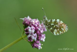 Turuncu Ssl (Anthocharis cardamines)