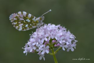 Turuncu Ssl (Anthocharis cardamines)