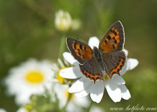 Benekli Bakr Gzeli (Lycaena phlaeas)