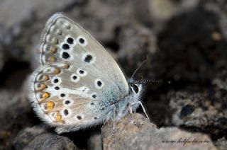 Çokgözlü Teberda Mavisi (Aricia teberdina)
