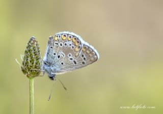 okgzl Balkan Mavisi (Aricia anteros )