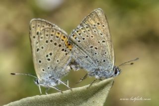 Byk Mor Bakr Gzeli (Lycaena alciphron)