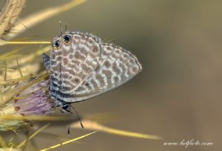 Mavi Zebra (Leptotes pirithous)