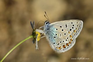 okgzl Mavi (Polyommatus icarus)