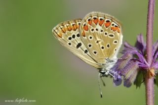 okgzl Mavi (Polyommatus icarus)