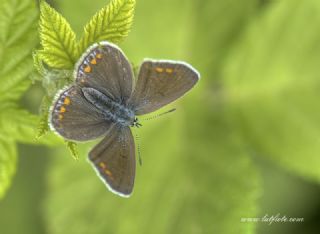 okgzl Mavi (Polyommatus icarus)