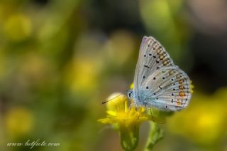 okgzl Mavi (Polyommatus icarus)