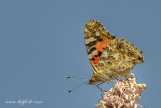 Diken Kelebei (Vanessa cardui)