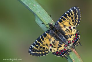 Orman Fistosu (Allancastria  cerisyi)