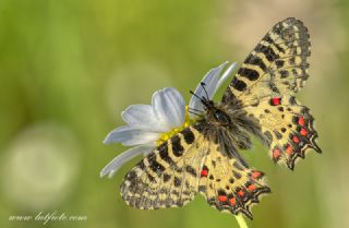 Orman Fistosu (Allancastria  cerisyi)