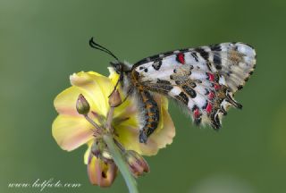 Orman Fistosu (Allancastria  cerisyi)