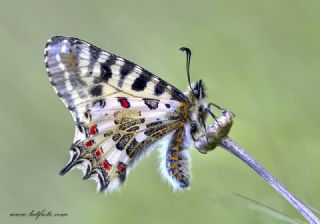 Orman Fistosu (Allancastria  cerisyi)