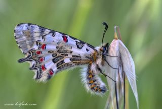 Orman Fistosu (Allancastria  cerisyi)