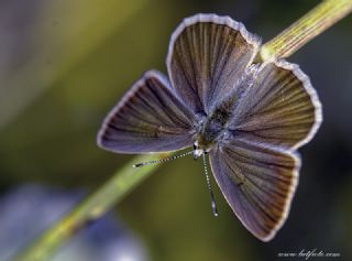 okgzl Anadolu Beyaz (Polyommatus menalcas)