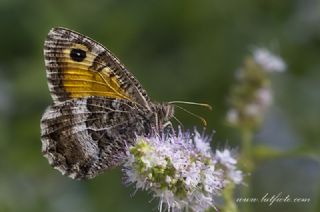 Seyit (Arethusana arethusa)