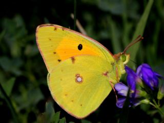 Sar Azamet (Colias croceus)