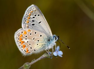 okgzl Meneke Mavisi (Polyommatus thersites)