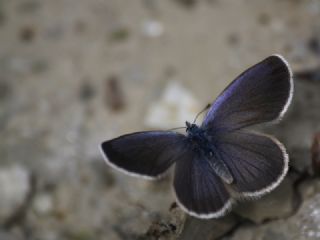 Anadolu Karagz Mavisi (Glaucopsyche astraea)