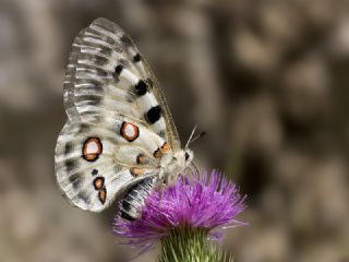 Apollo (Parnassius apollo)