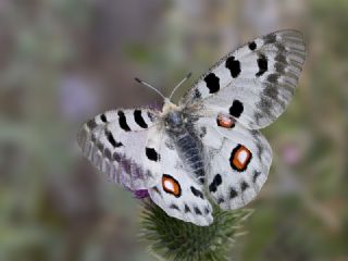 Apollo (Parnassius apollo)